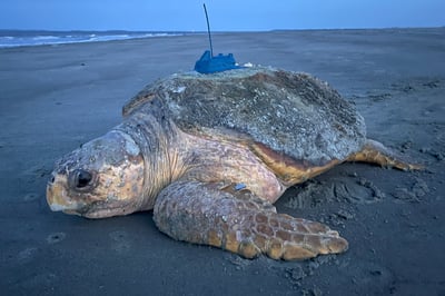 oo__srhn__☆digne sheer turtle Green Sea Turtle Scone Returns to Ocean After 678-Day Recovery