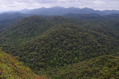 Atlantic Forest South-East Reserves