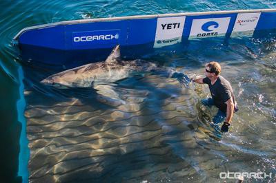 Yeti shark tank sales
