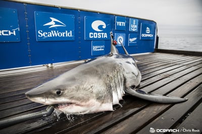 OCEARCH Shark Tracker