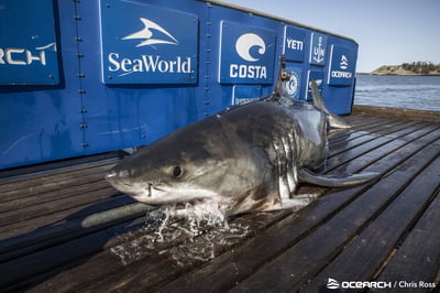 OCEARCH Shark Tracker