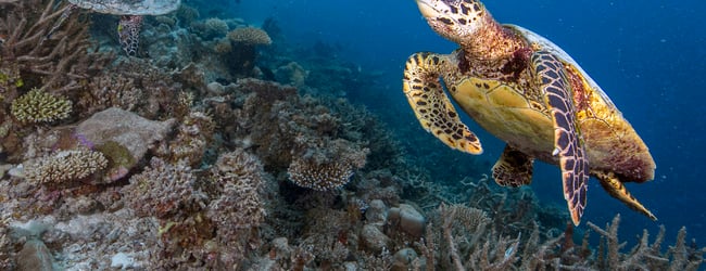 The Sea Turtle Directory