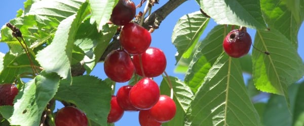 Mapování ovoce Jílové u Prahy a okolí