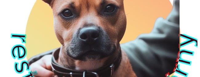 Dog Friendly - restaurace a kavárny