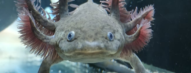 Axolotl mexický Česká republika