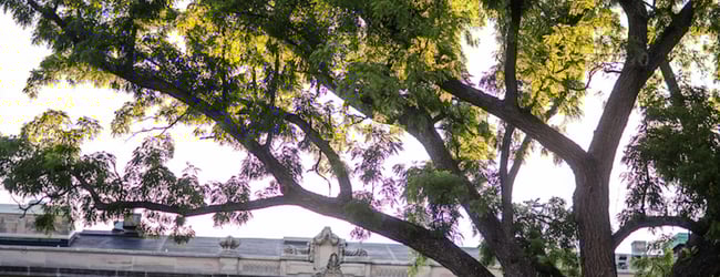Favorite Trees in Iowa City