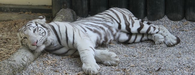 Zvířata Zoo Liberec