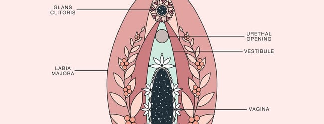 Vaginismus, Vulvodynia, Vestibulodynia Providers