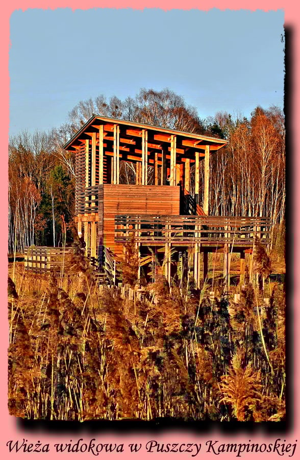 Kampinos - wieża widokowa w Puszczy Kampinoskiej