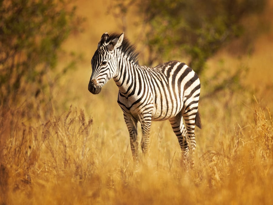 Zebra stepní 