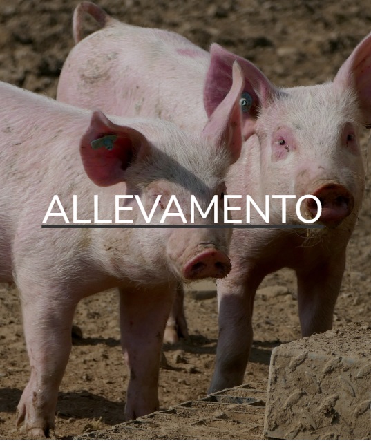 L’azienda agricola Il Ghiacciale