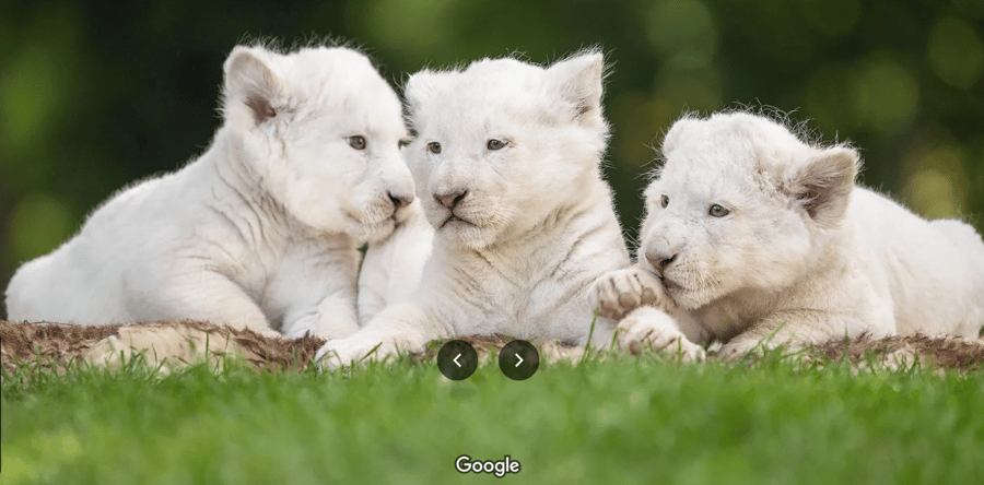 Kočkovité šelmy Mini zoo Chvojenec