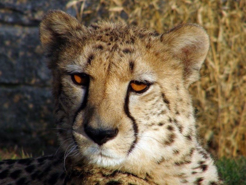 ZOO Chleby