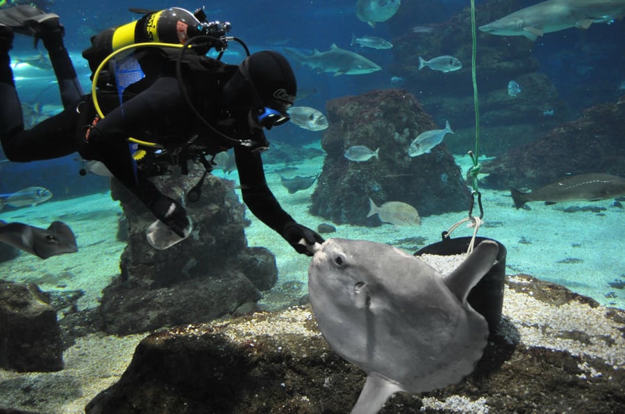 Barcelonské aquarium