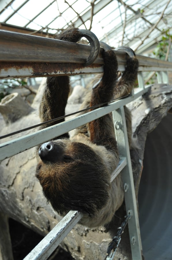 ZOO Budapešť + botanická zahrada
