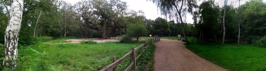 Sherwoodský les, Mansfield, Velká Británie