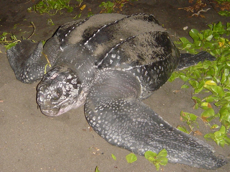 Asociacion Rescate y Conservacion de Vida Silvestre (ARCAS)