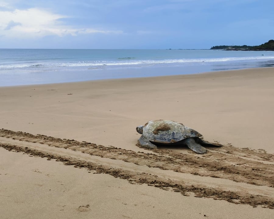 Tortugas Pedasi