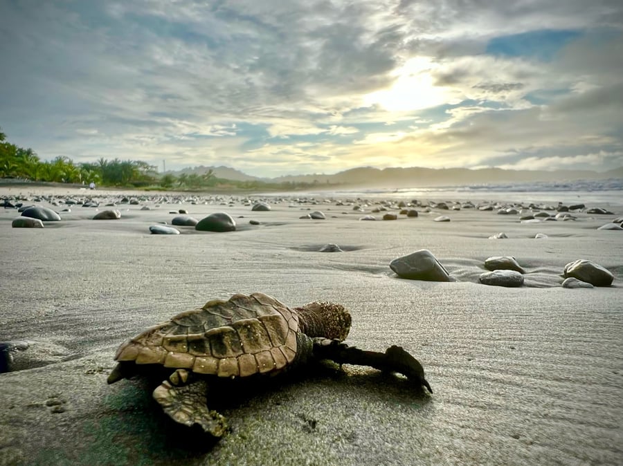 Tortugas de Playa Venao AKA Save The Turtles