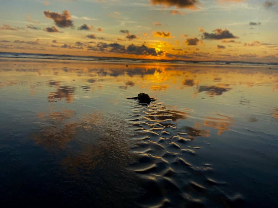 Playa Tortuga