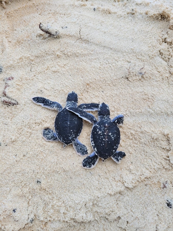 Perhentian Turtle Project