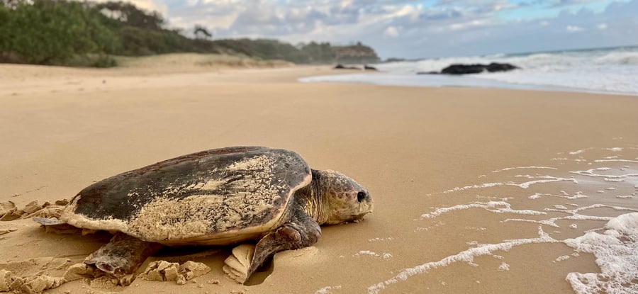 Coolum & North Shore Coast Care