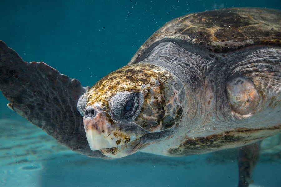 Loggerhead Marinelife Center