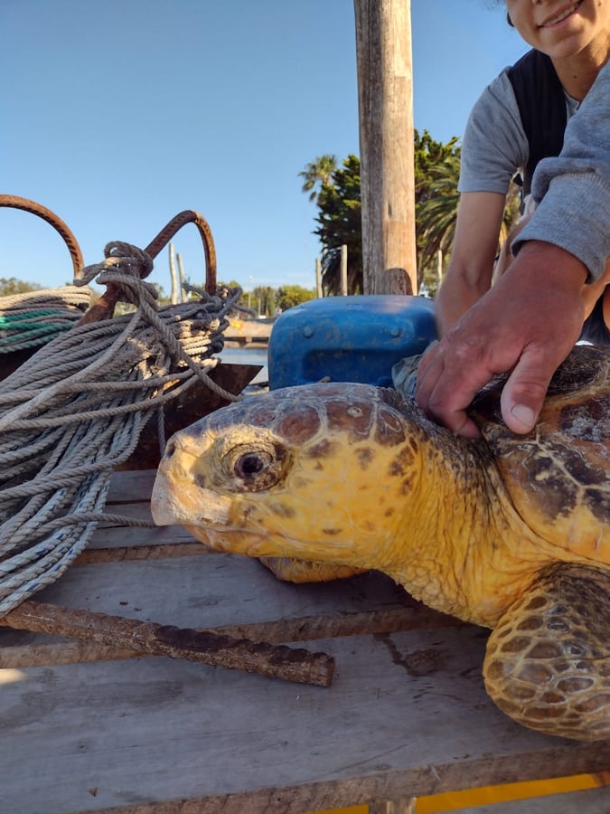 Buenos Aires - Bycatch Reduction