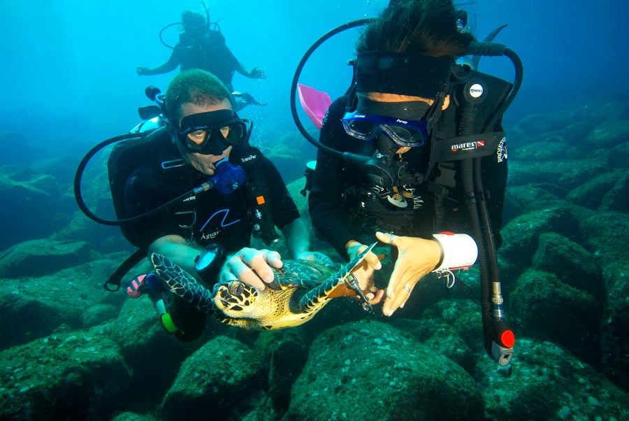 Fundação Projeto Tamar - Fernando de Noronha
