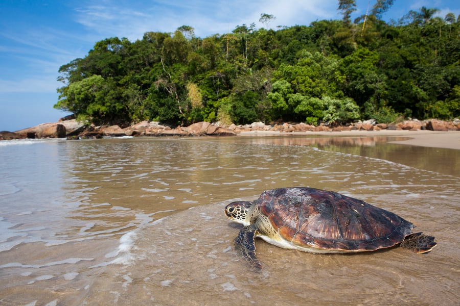 Fundação Projeto Tamar - Ubatuba