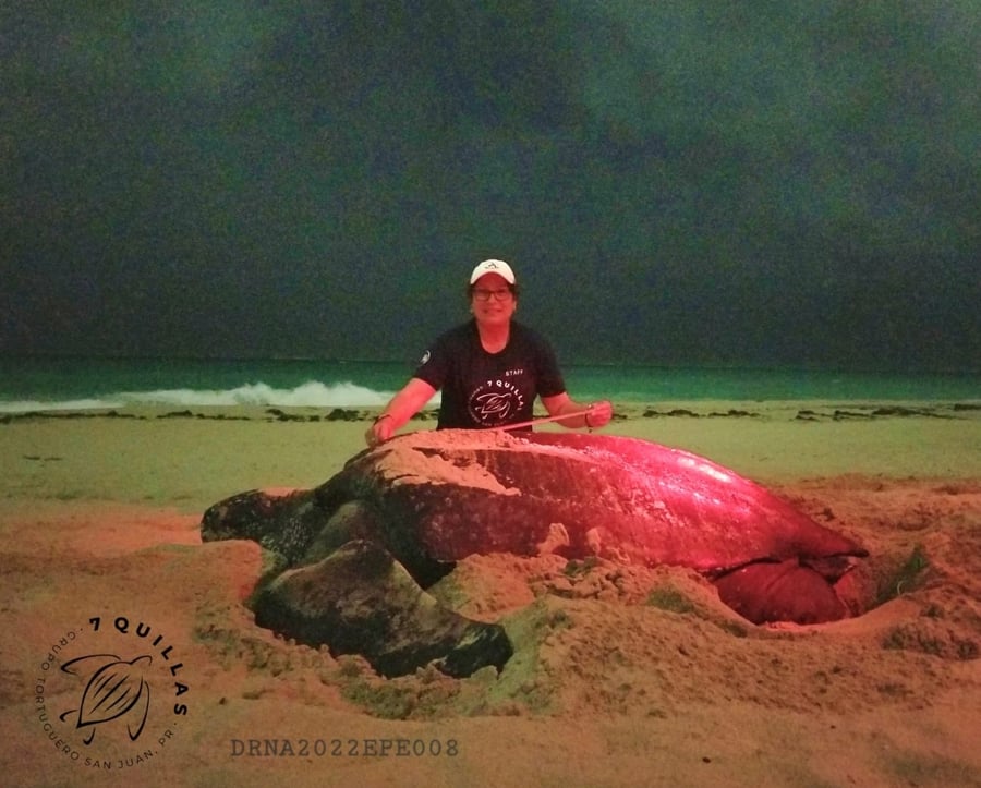 7Quillas San Juan Sea Turtle Conservancy Group