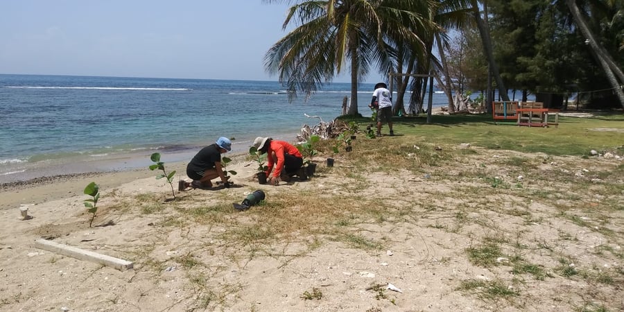 NWRA/Leatherback Turtle Nesting Habitat Restoration Project