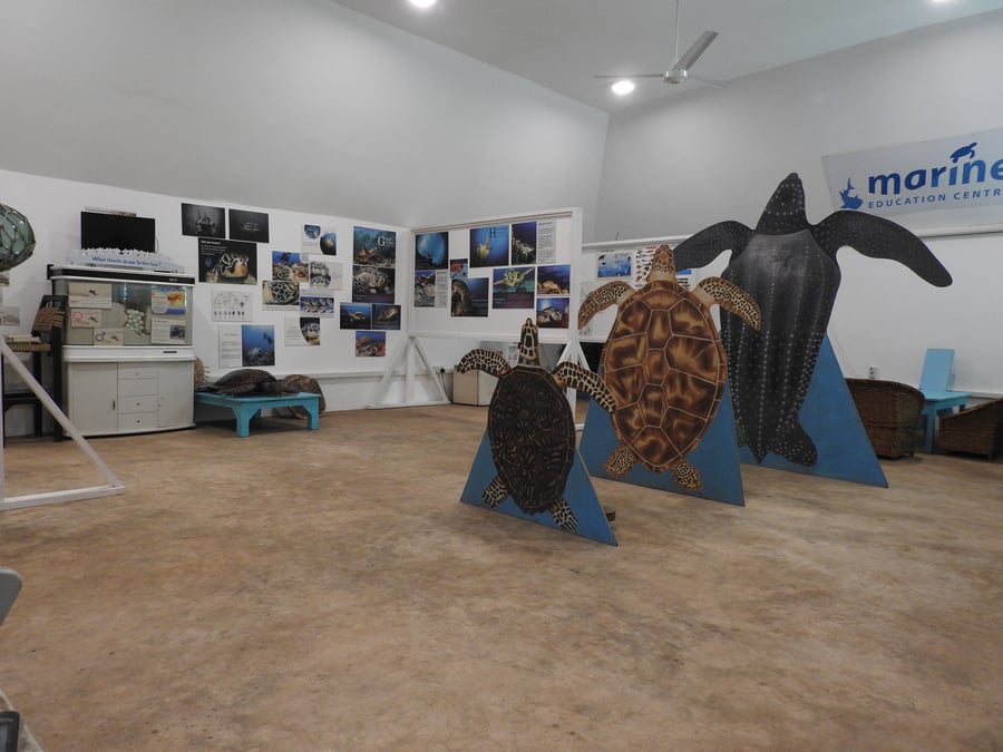 Diani Turtle Watch