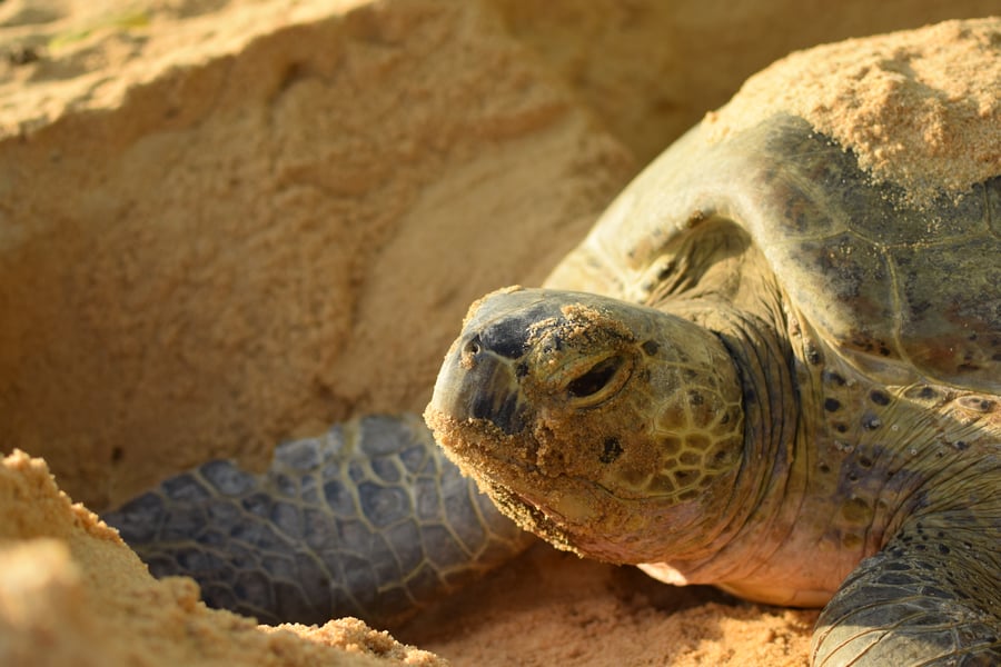 Lang Tengah Turtle Watch