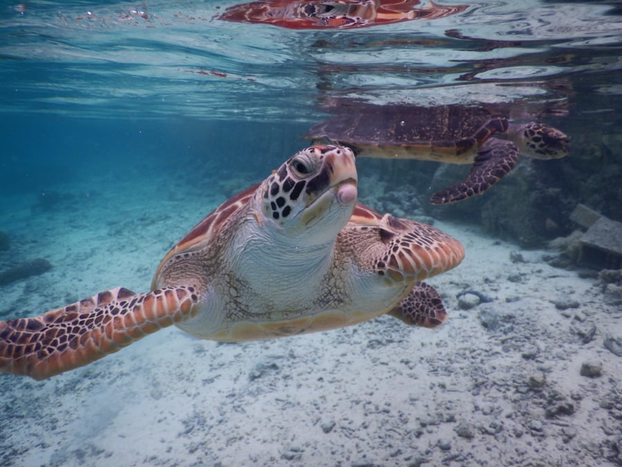 Bora Bora Eco Center