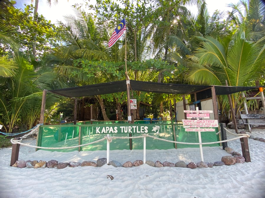 KAPAS TURTLES