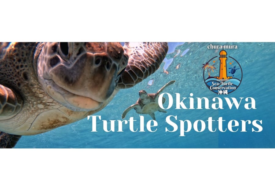 Churamura Sea Turtle Conservation Okinawa