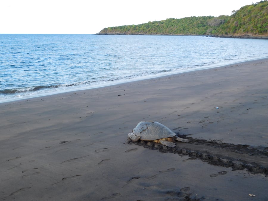 Naturalistes de Mayotte