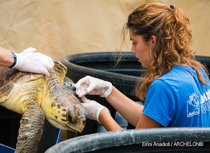 ARCHELON