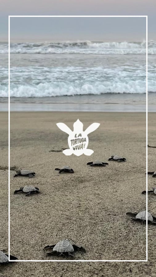 La Tortuga Viva