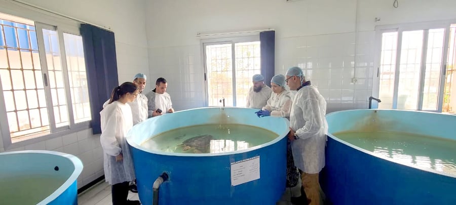 INSTM Sea Turtle rescue centre