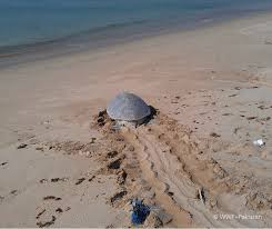 Youth Association for Development (YAD) Pakistan