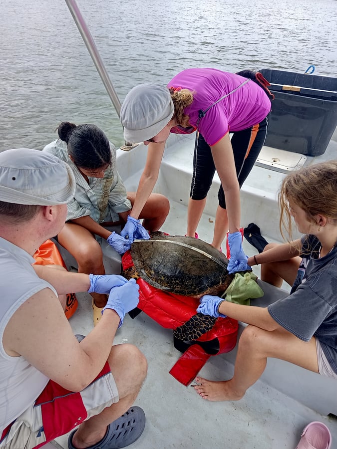 Latin American Sea Turtles (LAST)