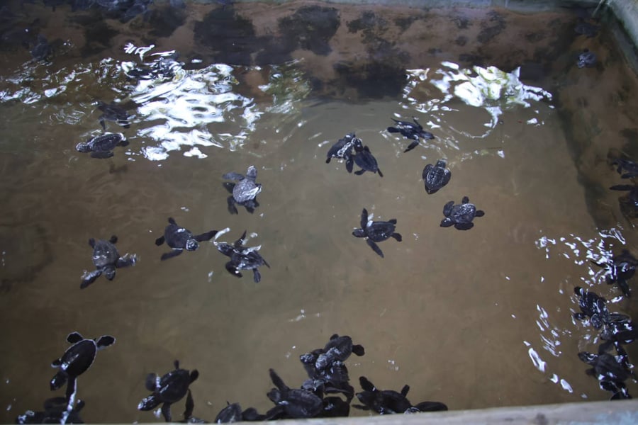 EarthLanka with Induruwa Sea Turtle Conservation Project