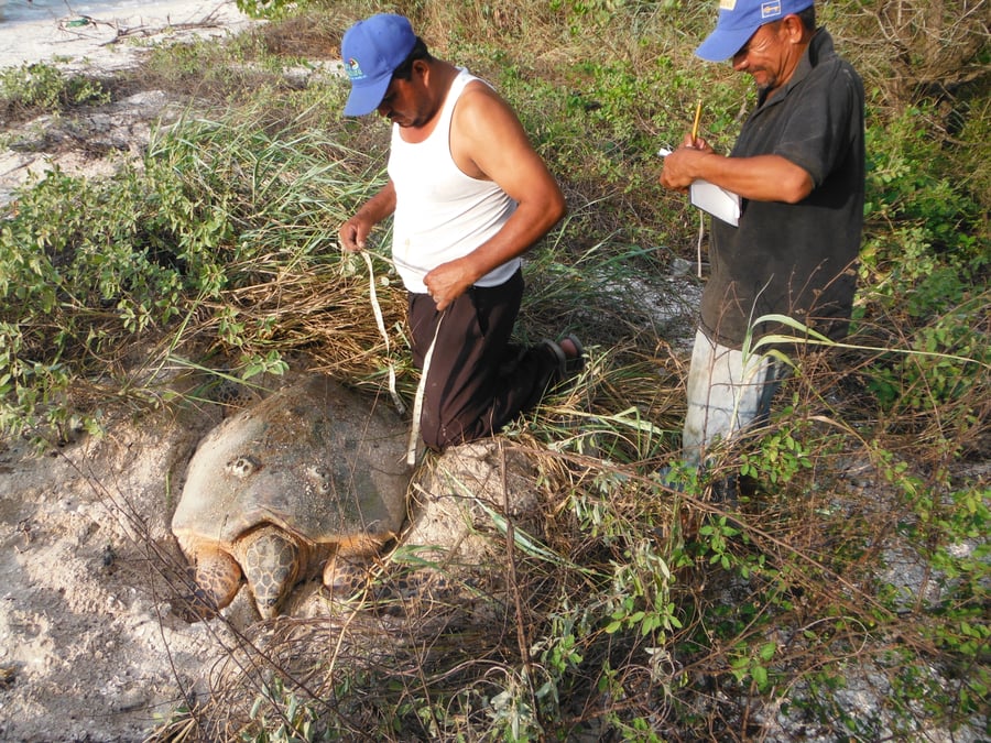 Chacahito, Laguna de Términos