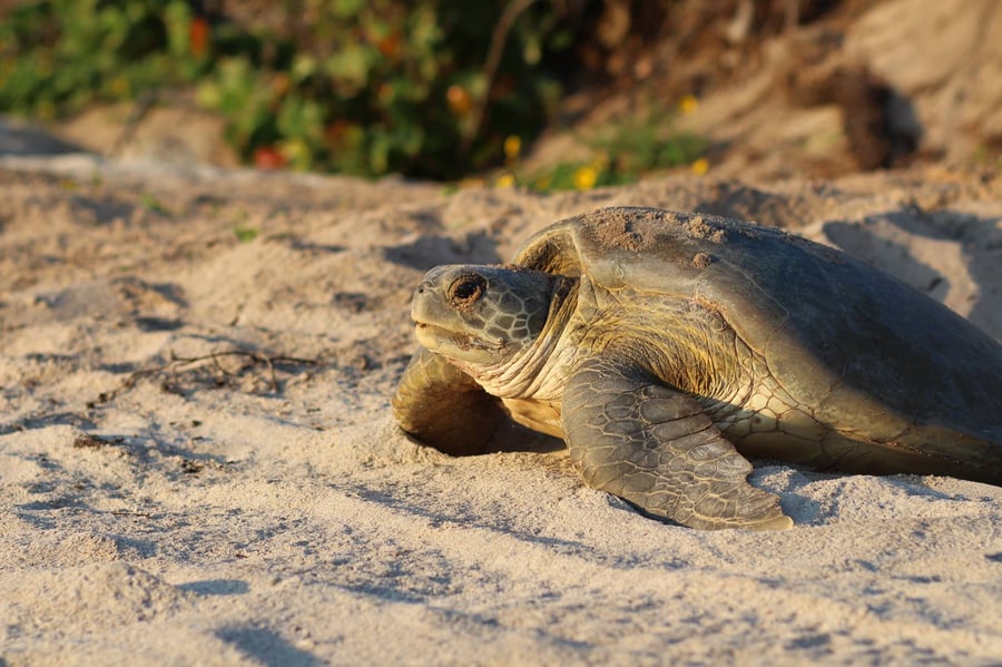 UCF Marine Turtle Research Group - Field Station in the Archie Carr National Wildlife Refuge