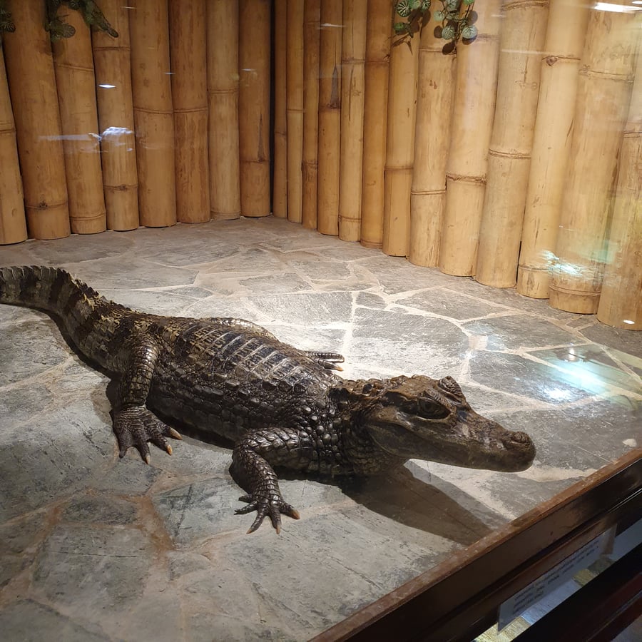 Krokodýlí zoo