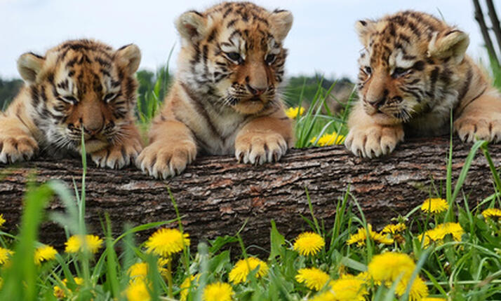 Minizoo Ringelland