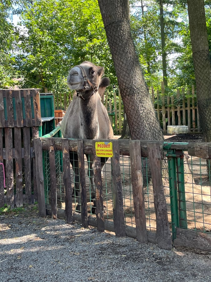 Zoopark Doksy