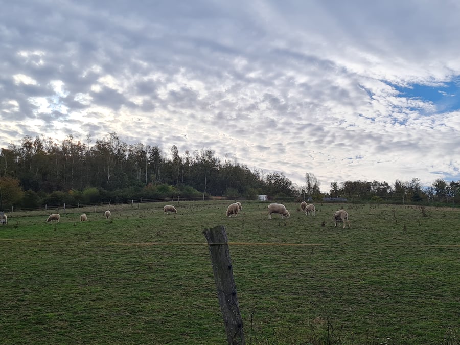 Záchranná stanice AVES